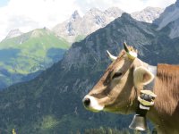 Kuh auf Alpe Bierenwang