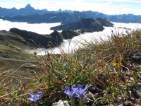 Obheiter am Fellhorn