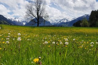 Löwenzahnwiesen vor der Haustüre