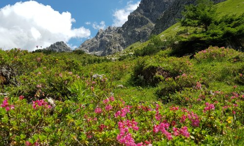 Wildental Alpenrosen