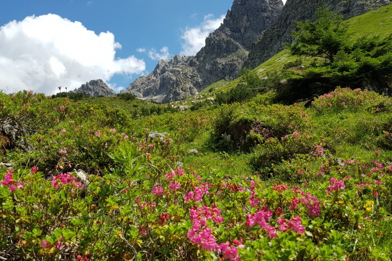 Weg zur Fiderepasshütte aus Richtung Kleinwalsertal. Im Juni bis Juli erlebt man die Alpenrosenblüte in den Hochlagen.