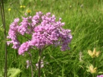 Alpenblumen: Filziger Alpendost
