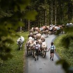 Bauern führen Kühe auf einem Weg durch den Wald beim Almabtrieb in den Bergen während des Tages.