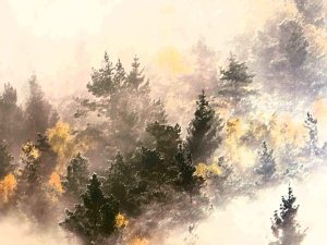 Ein Wald mit hohen Bäumen ist in Nebel gehüllt. Einige Bäume zeigen gelbe Blätter. Es scheint eine ruhige Zeit zu sein.