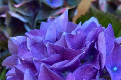 Hirschsprung Sommeransichten Sommerblume