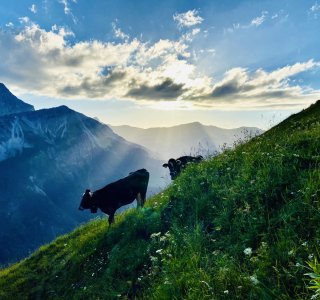 Alpe Einödsberg mit Vieh