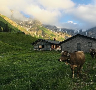Alpe Einödsberg mit Kühen
