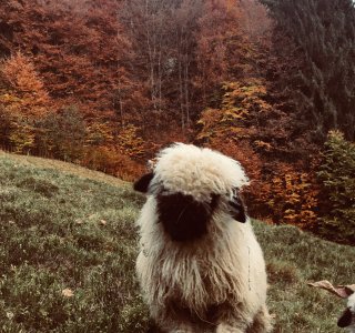 Walliser Schwarznasenlamm