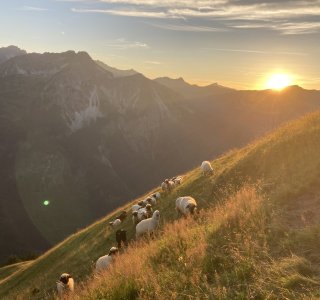 Walliser Schwarznasenschafe auf der Alp