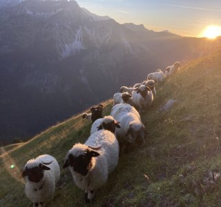 Walliser Schwarznasenschafe auf der Alp
