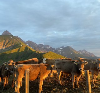 Alpe Einödsberg mit Vieh