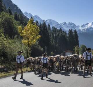 Viehscheid Alpe Einödsberg