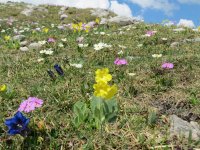 Frühling