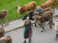 Blick vom Balkon: Almabtrieb