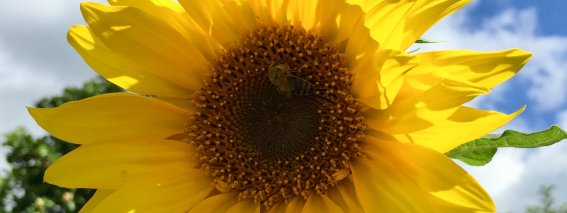 Sonnenblume