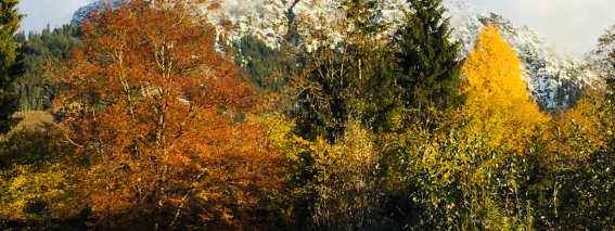 Herbst