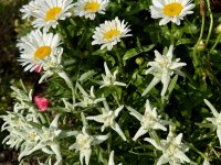 Edelweiss