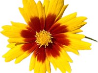 Bergblume (1)