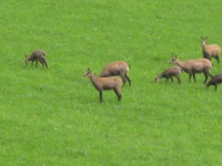 Gemsen im Feld hinter`m Haus