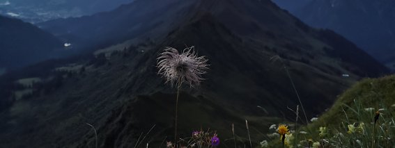 IMG 20210807 054010