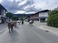 Ferienwohnungen Boxler - Heimtrieb Kühe