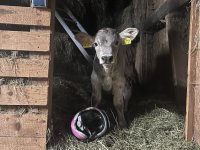Ferienwohnungen Boxler - Kalb
