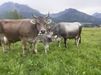 Ferienwohnungen Boxler - Kühe
