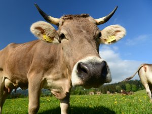 Das Allgäuer Braunvieh ist die vorherrschende Rasse im Allgäu