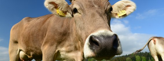 Unsere Hauptakteure im Allgäu