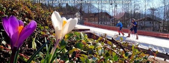 Krokusse an der Piste