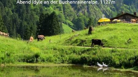 Abend Idyle an der Buchenraineralpe