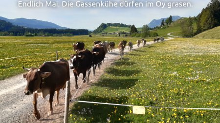 Gassenkuehe-Mai