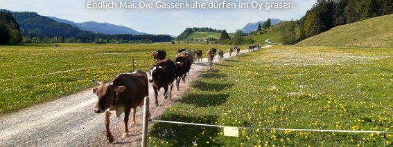 Gassenkuehe-Mai