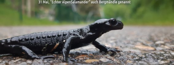 Bergmändle