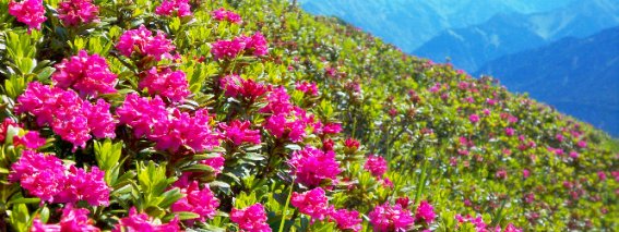 Alpenrosenblühte immer im Juni-Juli (z.B. am Fellhorn)
