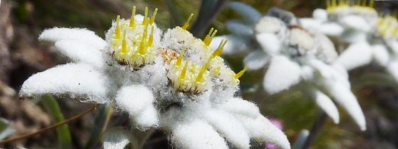 Edelweiss_P1030378_.jpg