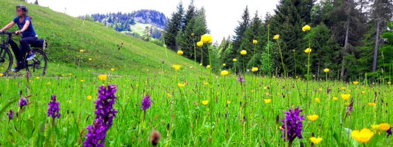 Engenkopftour_Blumenwiese_.jpg