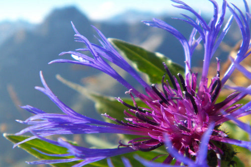Laufbachereck - Blumen bis in den Herbst