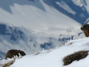 29 April: Neuschnee für die letzten Ski-Tage am Nebelhorn. Dieser Murmeltierfamilie kann er nichts mehr anhaben.