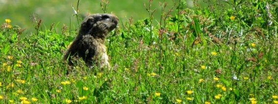 2015-06-30-Enzianhuette-Rappenseehuette-IMG 1631
