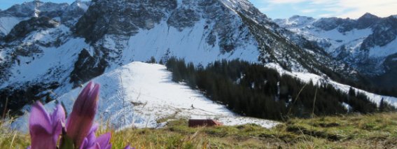 Im November gehören die Berge nur wenigen - die Knospen auf der Falkenalpe haben es vor dem Winter nicht verbremst.