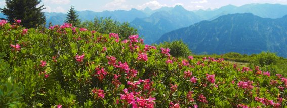 Alpenrosen Fellhorn-Soellereck