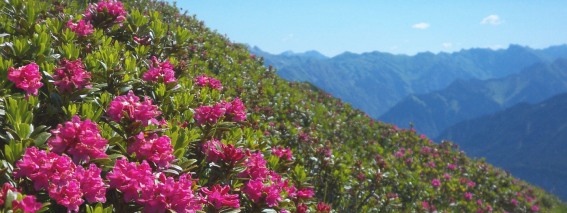 Alpenrosen