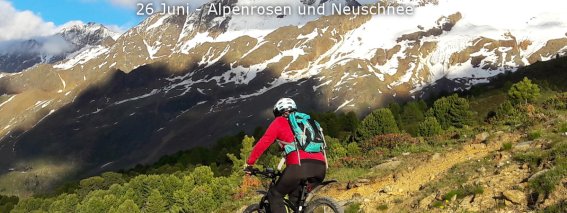26 Juni Alpenrosen und Neuschnee