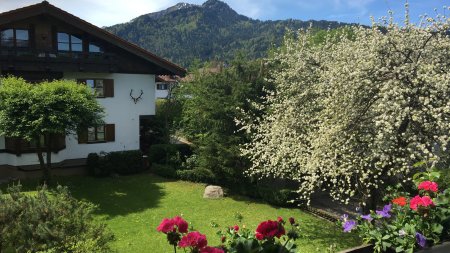 Silberdistel Blick an den Söllerkopf