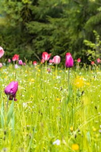 Tulpengarten im Mai 