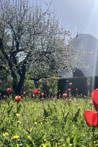 Tulpen | Ferienwohnung Lingg Oberstdorf, Allgäu
