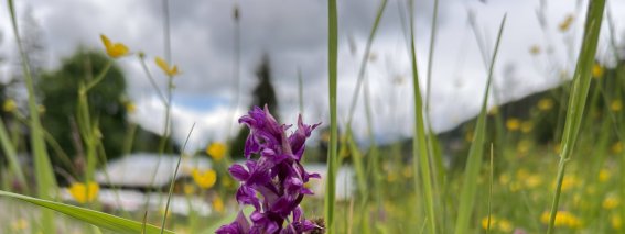 Eine violette Orchidee wächst in einer Wiese mit vielen bunten Blumen und hohem Gras unter einem bewölkten Himmel.