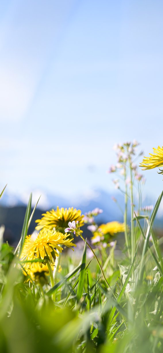 Löwenzahn Frühling Hörnerdörfer Allgäu