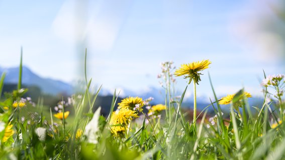 Löwenzahn Frühling Hörnerdörfer Allgäu
